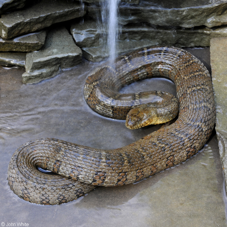 Northern Watersnake